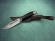 Нож Дельфин сталь К340, рукоять черный граб мельхиор