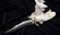 Эксклюзивный Нож "Русалка" дамаска в ламинате, рукоять мокумэ-гане, янтарь и бивень моржа на подставке 