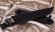 Подарочный Нож Барракуда сталь дамаск, рукоять карельская береза черный граб с инкрустацией на подставке